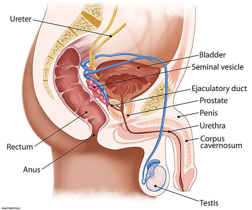 male anatomy organs diagram