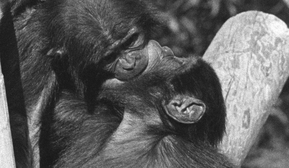Male bonobos kissing.