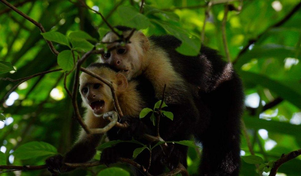 Male capuchins mating