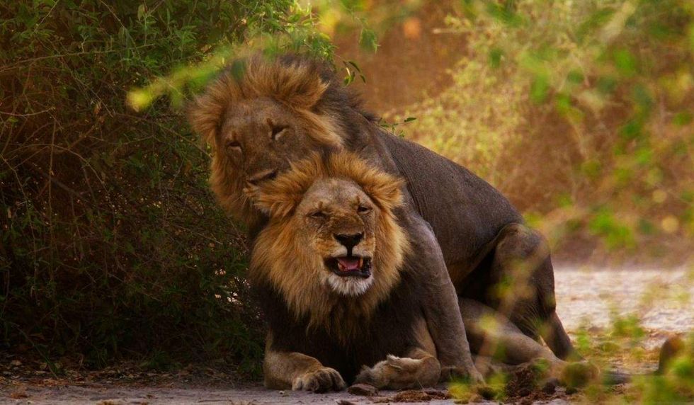 Male lions mating