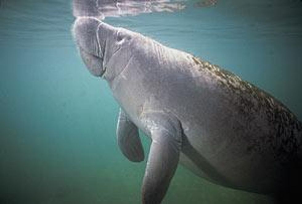 Manateeatwatertop