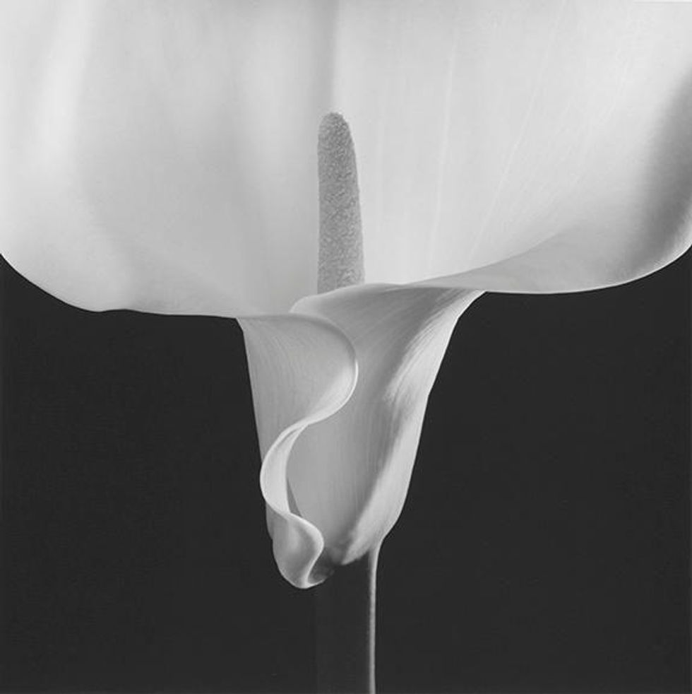 Mapplethorpe