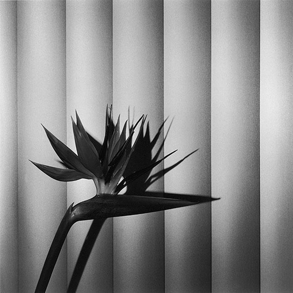 Mapplethorpe