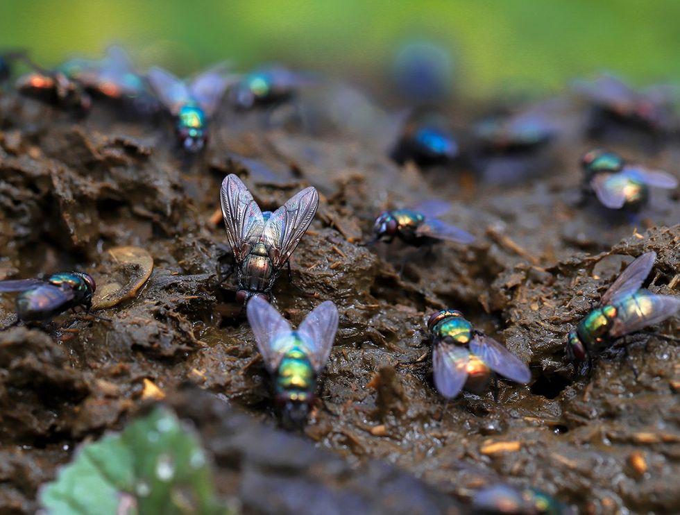 Mark Robinson Crazy Quotes flies on poop