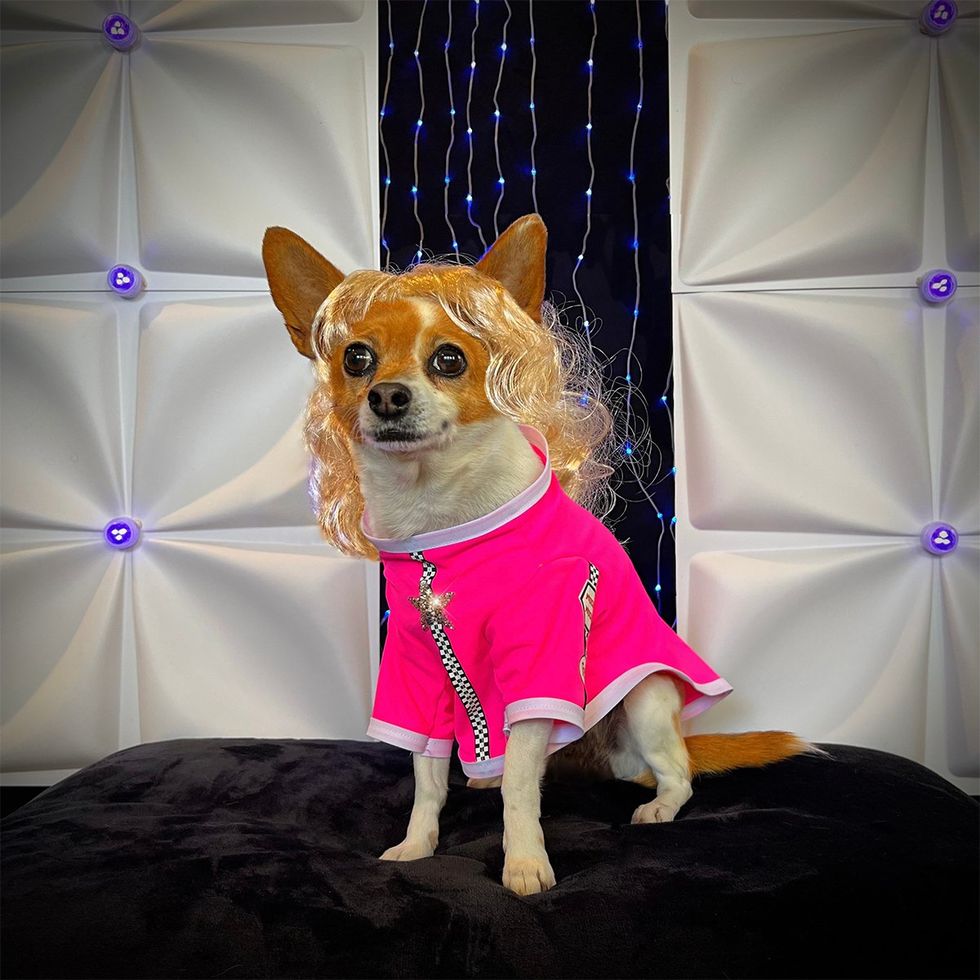 Meet RuPaul\u2019s Four-Legged Doppelganger RuPawl
