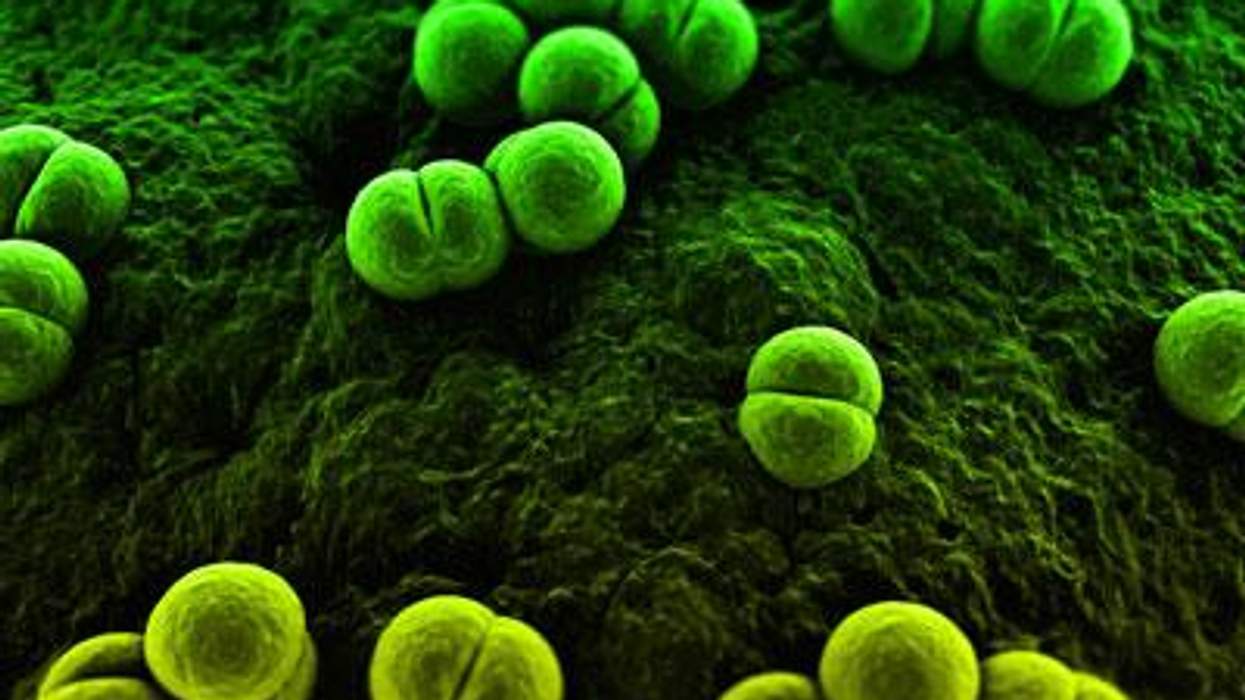 Meningococcus-meningitis-x400
