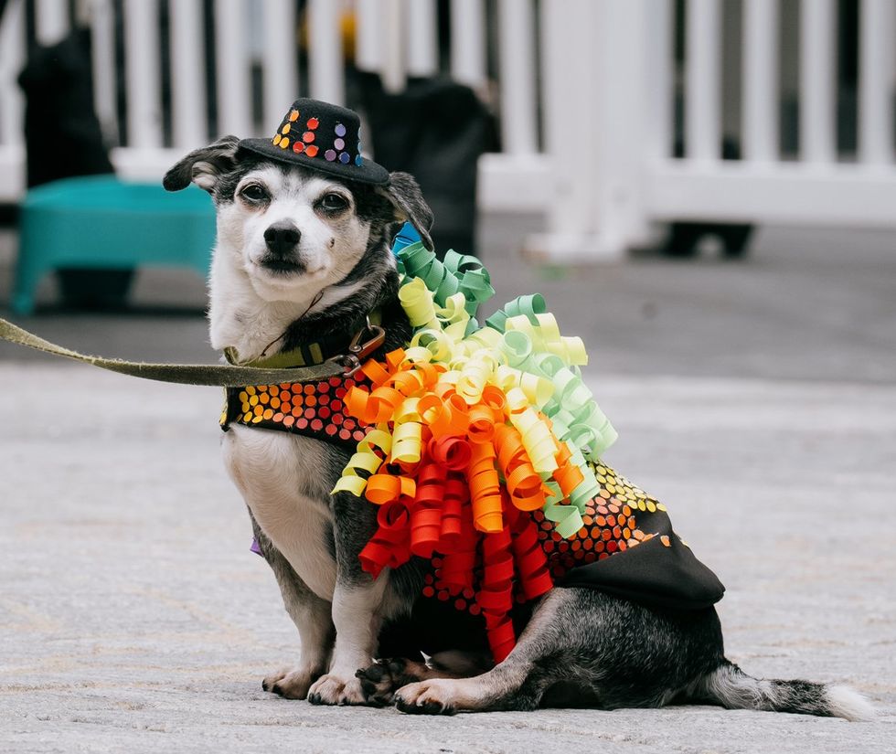 NYC Woof Fest Paws for Pride 2025 drag queens and rainbow dogs LGBTQIA pride celebration