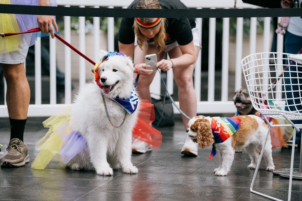 NYC Woof Fest Paws for Pride 2025 drag queens and rainbow dogs LGBTQIA pride celebration