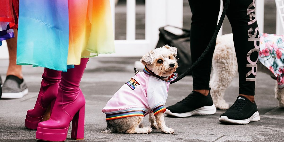 15 cute dog pics from NYC Woof Fest: Paws for Pride 2025 | Advocate.com