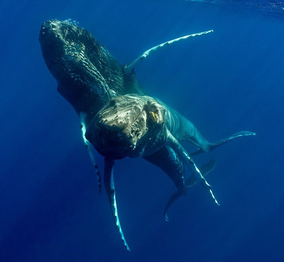 observation sexual behavior two male humpback whales