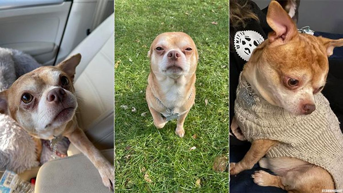Man-Hating Chihuahua Prancer Finds Forever Home With Single Lesbian