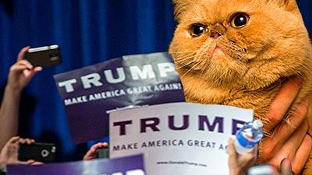 18 Presidential Candidates — As Depicted By Cats