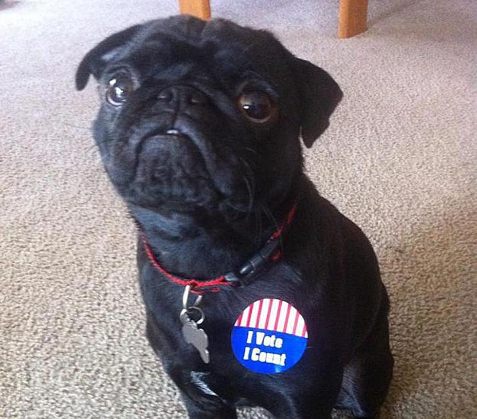 Pugvote