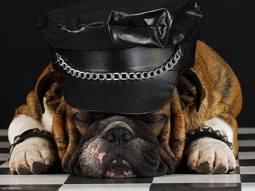 Puppy Packs/Leather Families