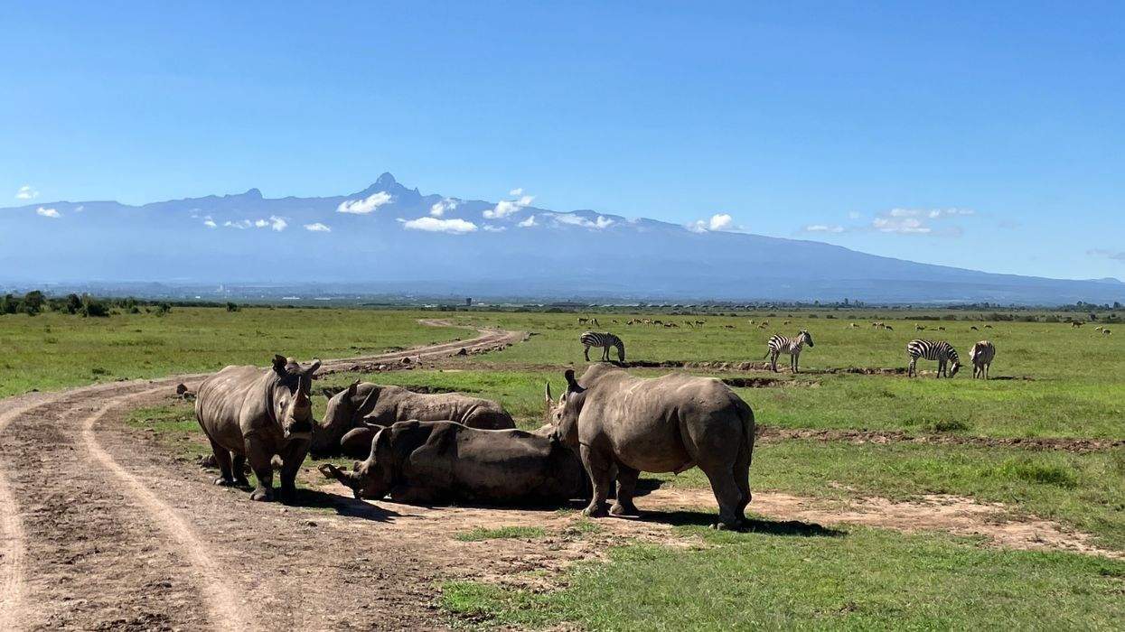 rhinos in kenya