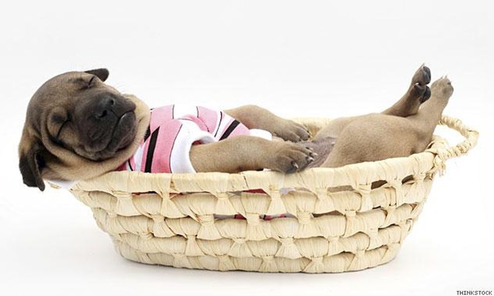 Sleeping_nap_dogx633_0