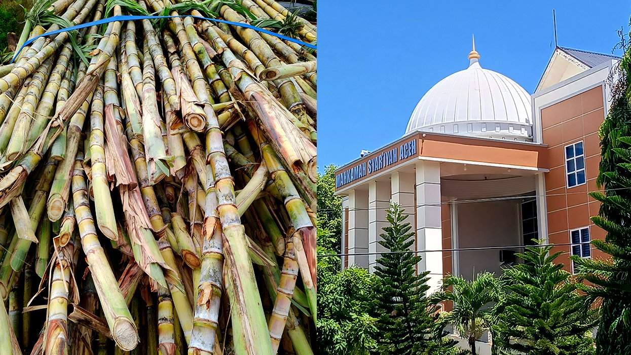 sugar cane grown in Aceh Indonesia and sharia court