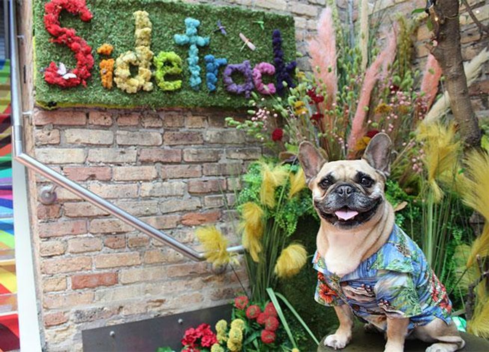 The Dog Days of Summer at Sidetrack