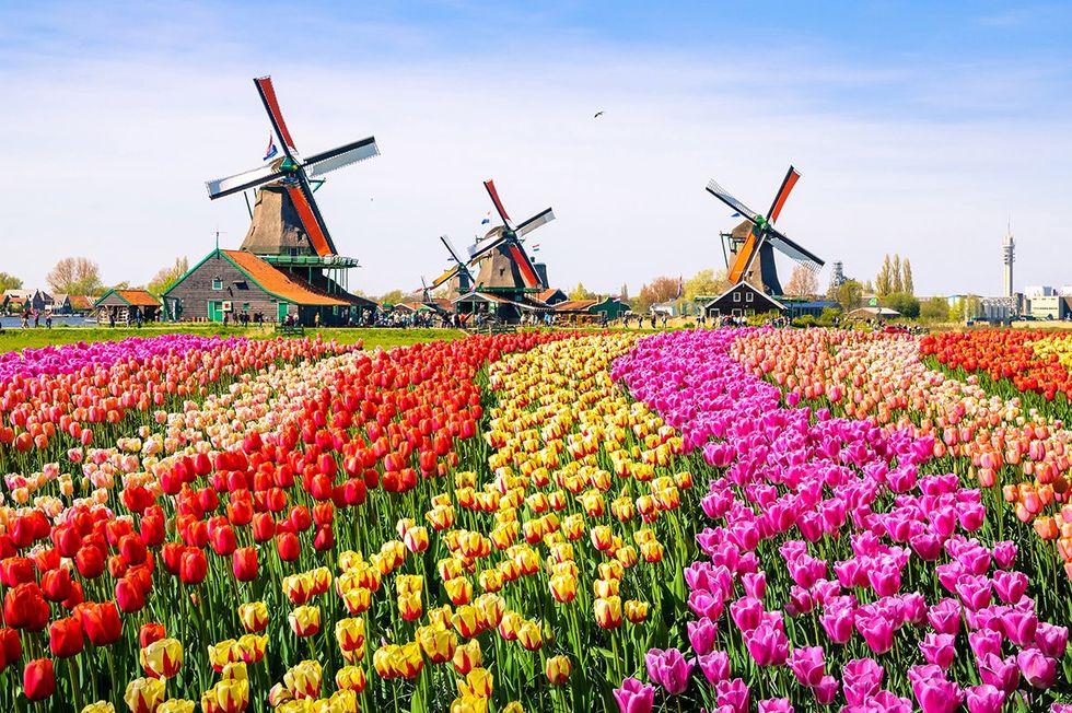 Tulips and traditional Dutch windmills and houses in Zaanse Schans, The Netherlands