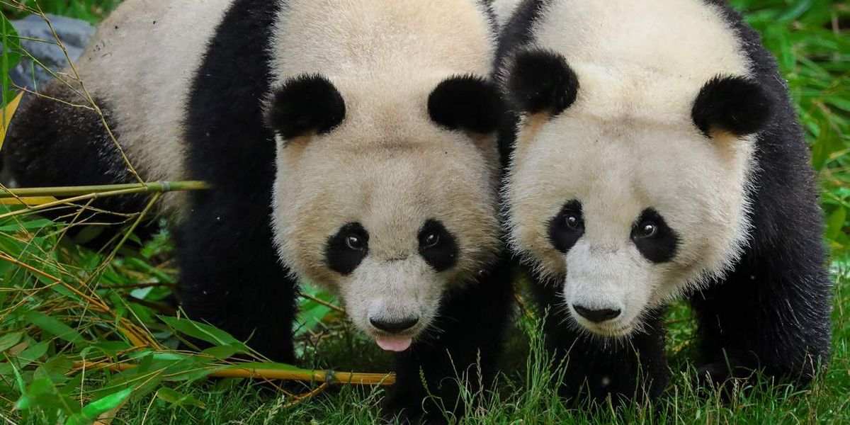 Two Chinese Men Arrested for 'Gay Pandas' Image