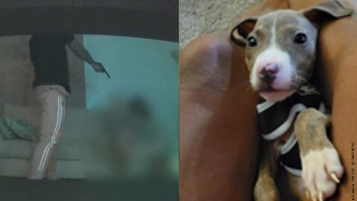 Video Captures Attacker Atlanta Pistol-Whipping Man, Stealing His Dog