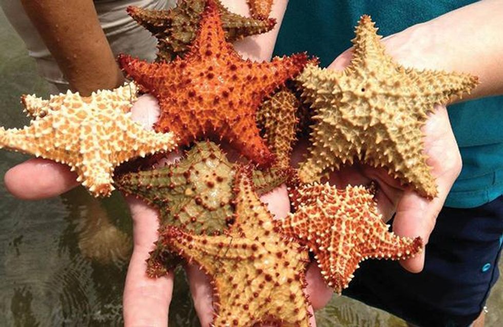 Vieques_starfish
