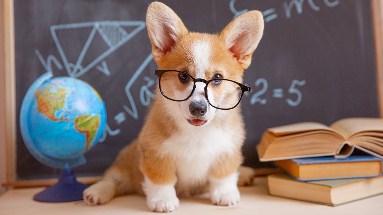 Welch Corgi Dog Classroom Desk Globe Books