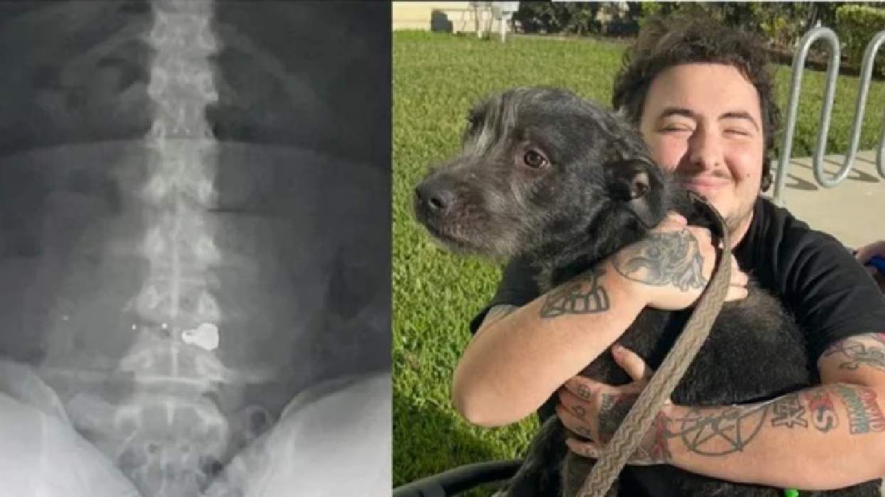 X-Ray of bullet in Kyle McFarlane's spine (L); Kyle McFarlane with his dog (R)