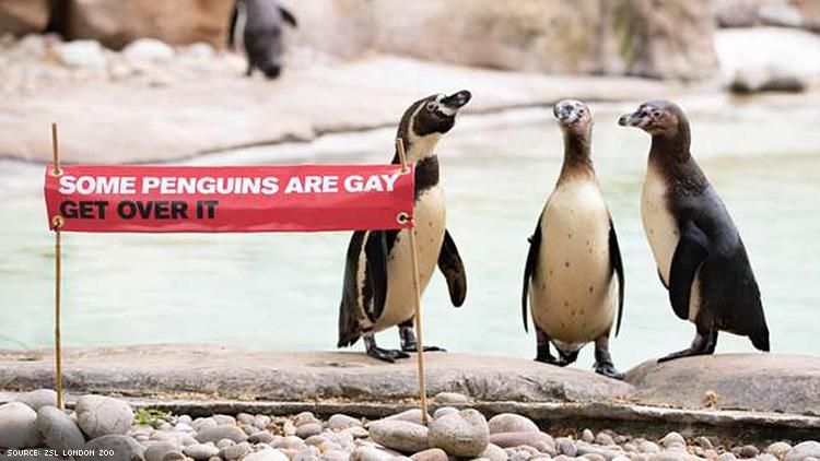 Gay Penguins Celebrate Pride at London Zoo