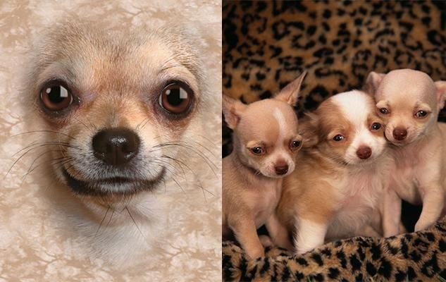 gifts for chihuahua lovers