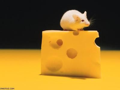 Op-ed: It's Time To End 'Swiss Cheese' Equality
