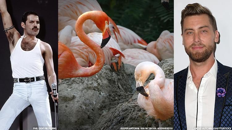 Freddie Mercury and Lance Bass No Longer a Couple! The famed same-sex flamingos at the Denver Zoo reportedly remain on good terms, though, after amicably ending their multi-year relationship.
